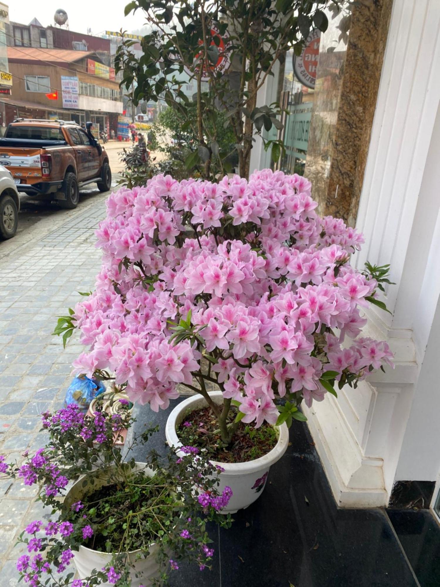 Wind House Hotel Sapa Dış mekan fotoğraf